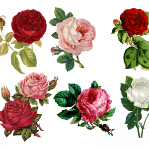 gorgeous flowers