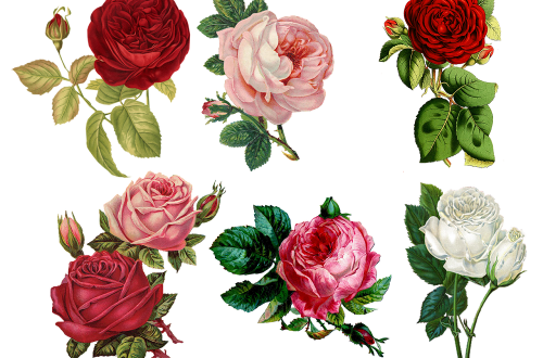gorgeous flowers
