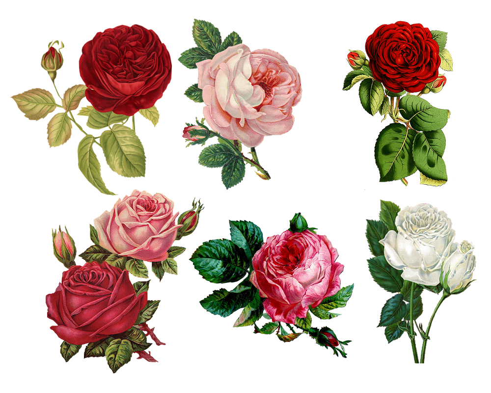 gorgeous flowers